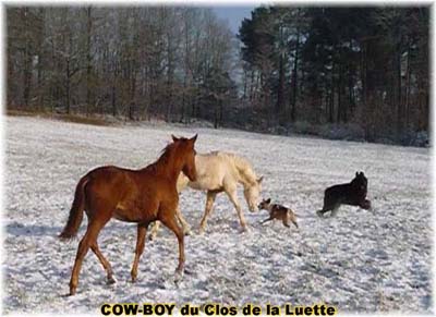 le bouvier des flandres et le cheval - Elevage du CLOS DE LA LUETTE - COPYRIGHT DEPOSE